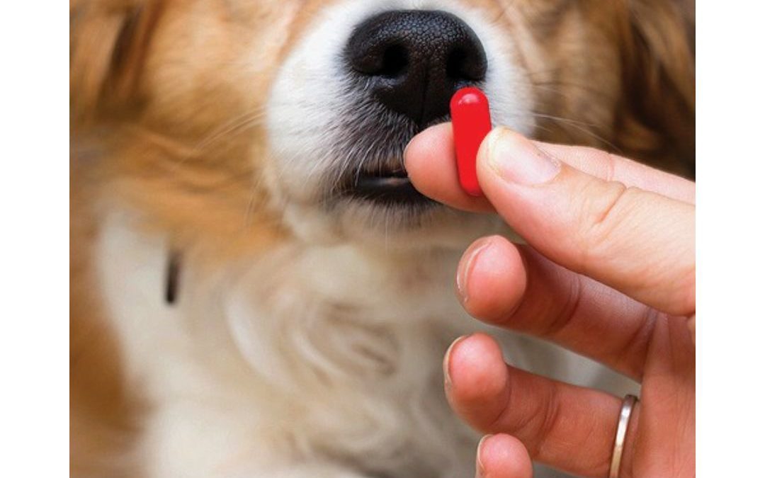 5 Ways To Easily Medicate Your Pet