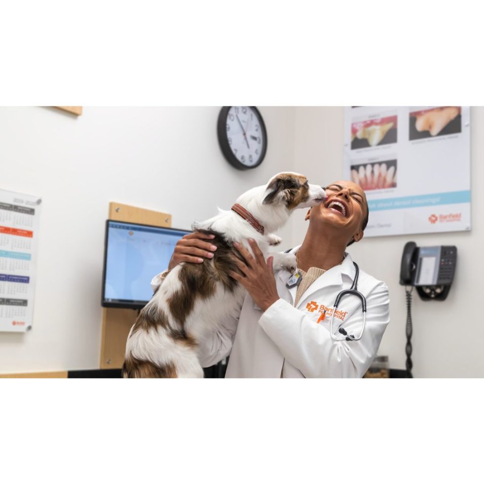 5 Tips To Having A StressFree Vet Visit North Fork Veterinary Clinic