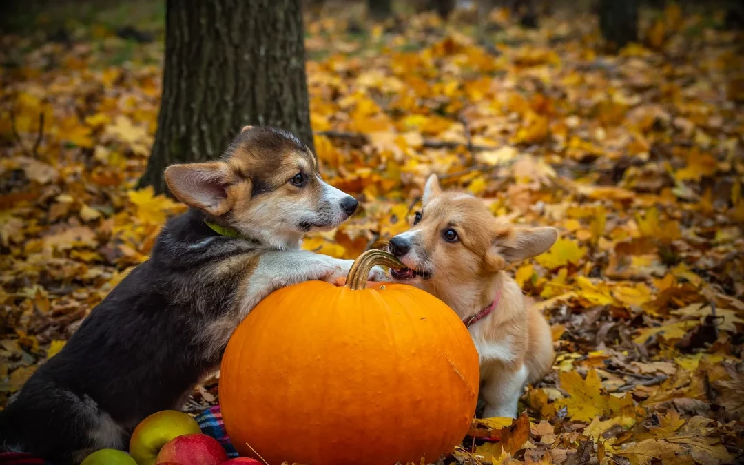 How to Make a Safe Thanksgiving Feast for Your Pet