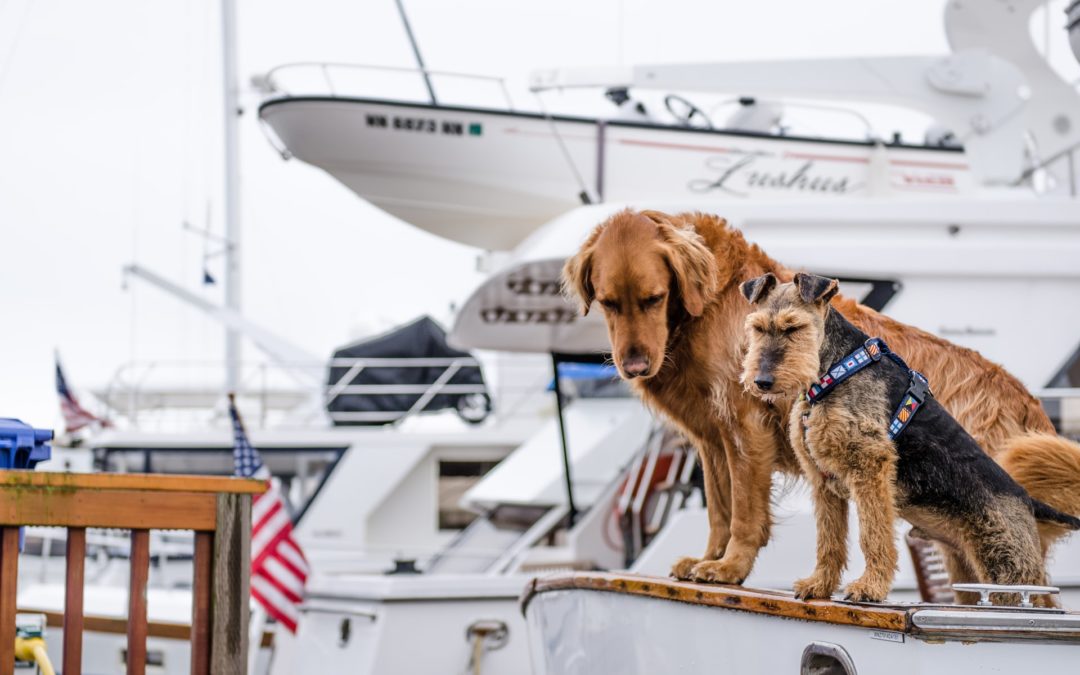 Lake Safety Tips to Keep Your Pet Safe This Summer
