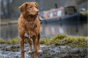 Dog standing in muddy water looking wet and cold