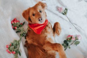 Brown dog laying in bed with flowers