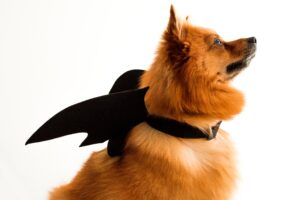 Pomeranian dog with bat wings looking away from the camera