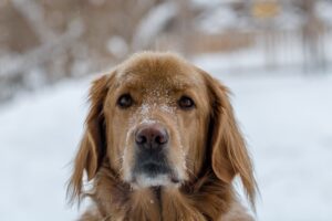 Golden retriever with snow on its nose looking at the camera