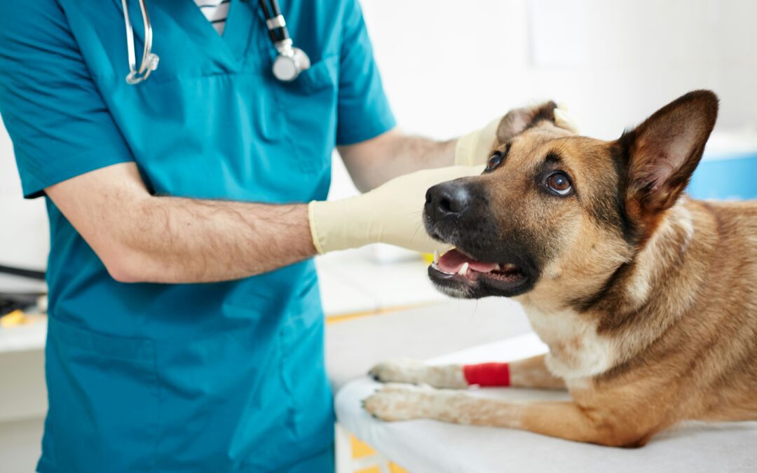 The Importance of a Veterinarian-Client-Patient Relationship (VCPR)