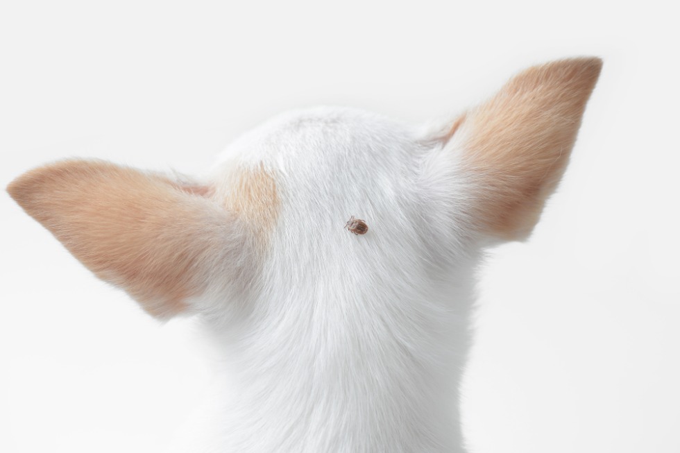 Close-up of a tick attached to the back of a small white dog’s head between its ears