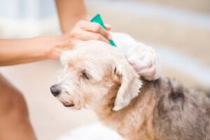 Dog receiving topical flea and tick treatment on back of neck