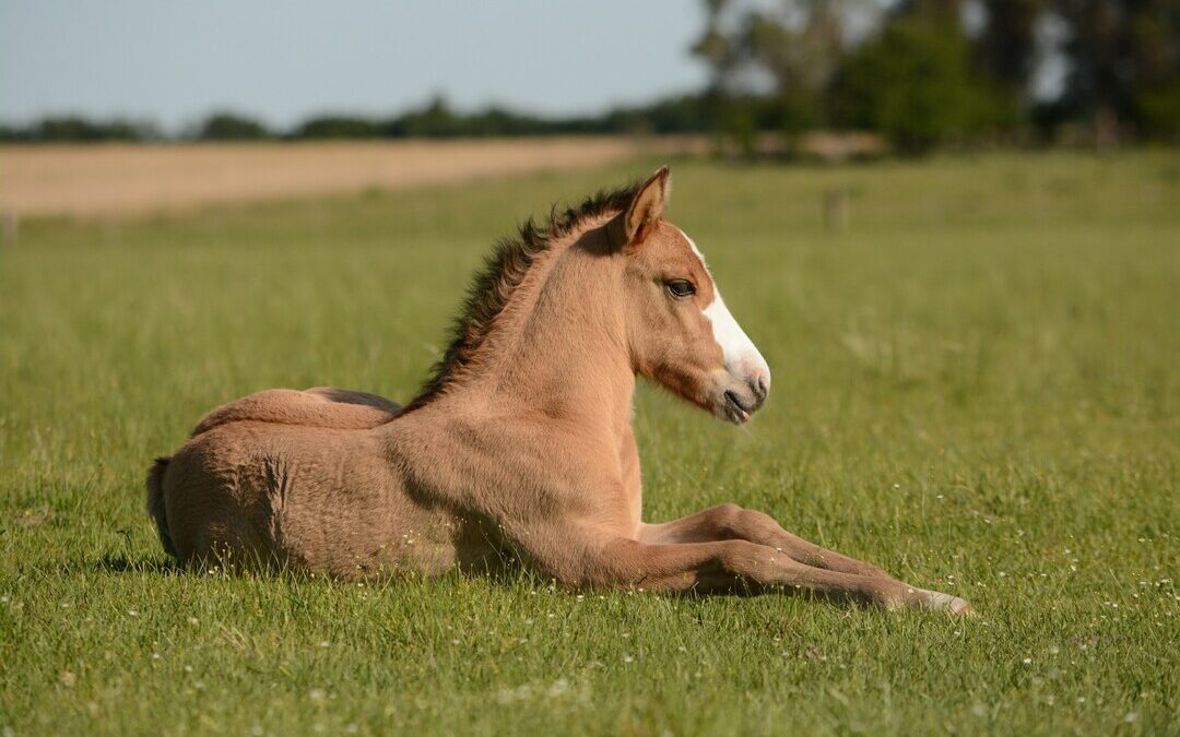 The Importance of Core Vaccinations in Horses: Protecting Our Equine Partners